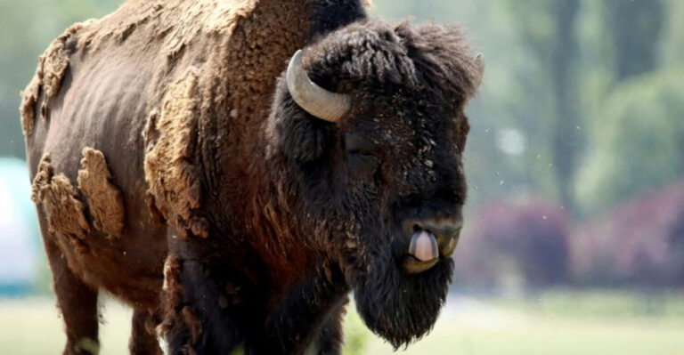 Florida Has Bison? This Ranch Resort Near Orlando Proves It