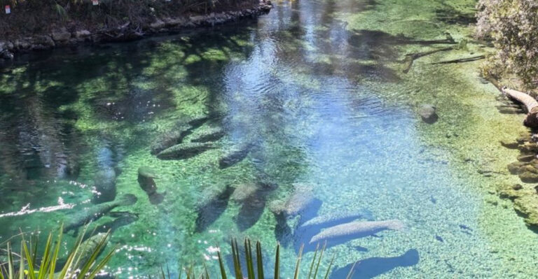 Florida’s Manatee Season Is Almost Over — Here Are the 5 Best Places to See Them Before March Ends