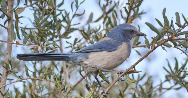 One of Florida’s Rarest Birds Is Celebrated at This Spring Festival