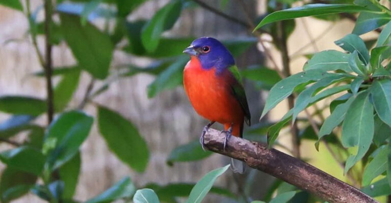 Spring Migration Is Underway – 7 Florida Places to Spot Beautiful Songbirds