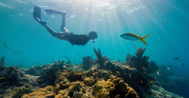 Swim With Tropical Fish At This Florida Barrier Reef, America’s Only Living Reef