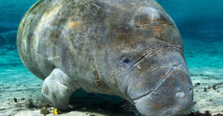 The World’s Oldest Manatee Lives Right Here in Florida