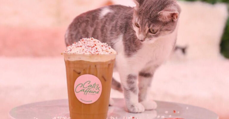 There’s a Hidden Tampa Café Where You Can Spend Time with Rescue Cats