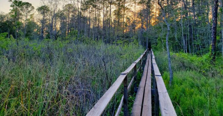 There’s an Eerily Beautiful Florida Trail That Looks Straight Out of a Movie Scene
