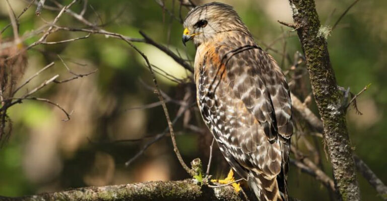 This 13,000-Acre Florida Bird Sanctuary Draws Photographers Worldwide During Nesting Season