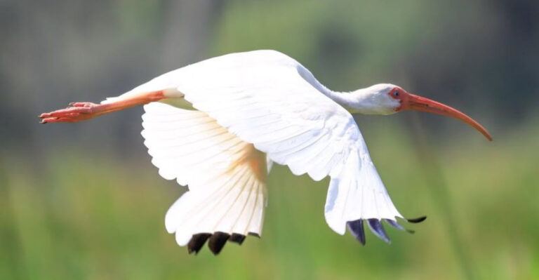 This 1,650-Acre Florida Bird Sanctuary Becomes A Photographer’s Dream During Nesting Season