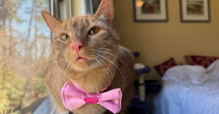 This Charming St. Augustine Store Helps Rescue Animals And Sells So Many Good Things