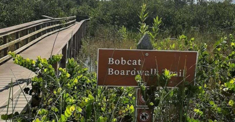 This Easy Florida Trail Walks You Straight Through Alligator-Filled Wetlands