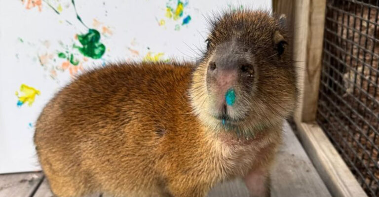 This Florida Farm Attraction Is A Wild Place To Feed Kangaroos, Ride Camels, And Meet Exotic Animals