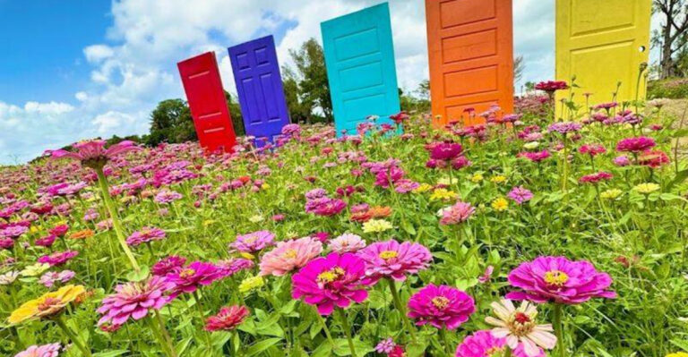 This Florida Farm Turns Into a Colorful Flower Wonderland Every Spring