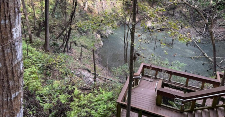 This Florida Park Takes You 120 Feet Underground Into a Tiny Hidden Rainforest