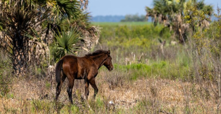 This Florida Trail Is One Of The Few Places Where Wild Horses Still Roam Free