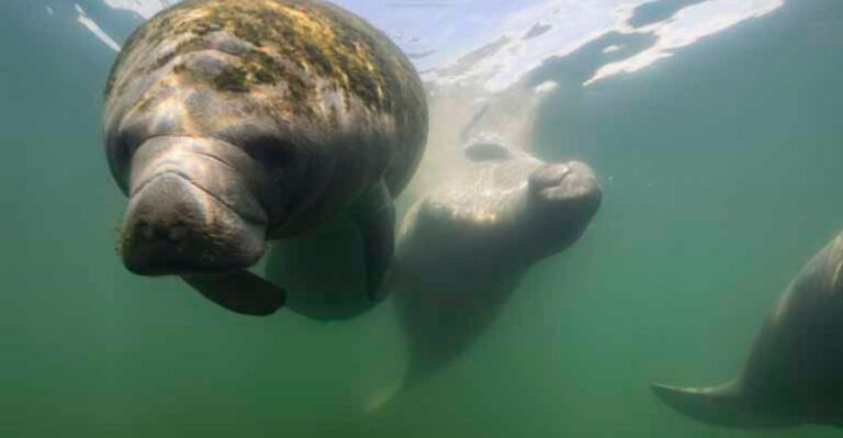 This Florida Weekend Trip Puts You Face-to-Face With Amazing Animals