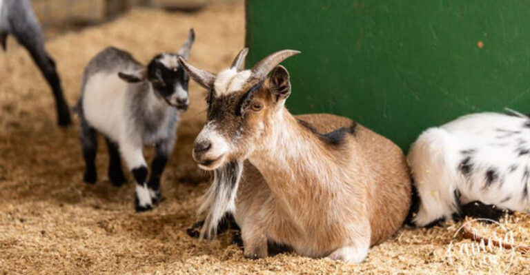 This Heartwarming Florida Animal Sanctuary Lets Kids Meet Rescued Farm Animals Up Close
