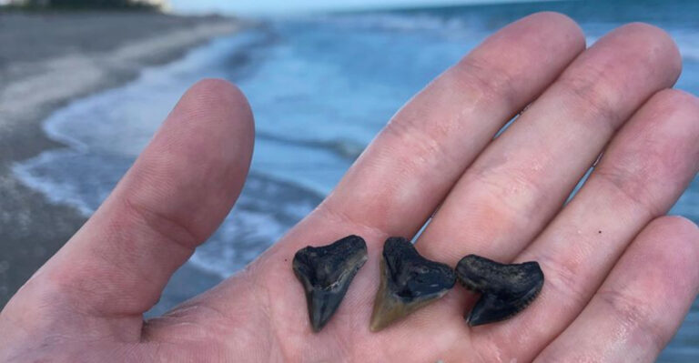 This Hidden Florida Beach Is One of the Best Places to Hunt for Shark Teeth