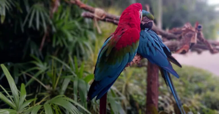 This Laid-Back Orlando Buffet Is Surrounded By Beaches, Lagoons, And Once-In-A-Lifetime Animal Encounters