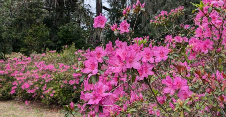 This Long-Running Florida Azalea Festival Is a Must for Spring Flower Lovers