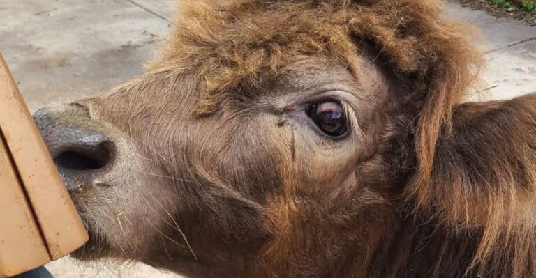 You Can Cuddle Mini Cows and Meet Adorable Farm Animals at This Charming Florida Farm