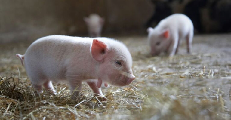 You Can Hang Out With Adorable Mini Pigs at This Farm Just 45 Minutes From Tampa