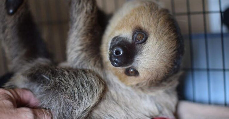 You Can Meet Sloths, Lemurs, and Kangaroos at This One-of-a-Kind Orlando Attraction