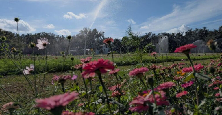 You Can Pick Your Own Flowers At This Dreamy Central Florida Farm