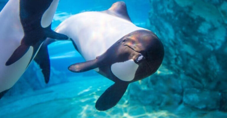 You Can Slide Through A Dolphin Habitat At This Top Outdoor Water Park In Orlando