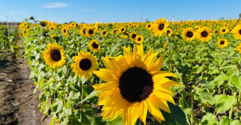 11 Charming Florida U-Pick Farms Families Will Want to Visit This Year