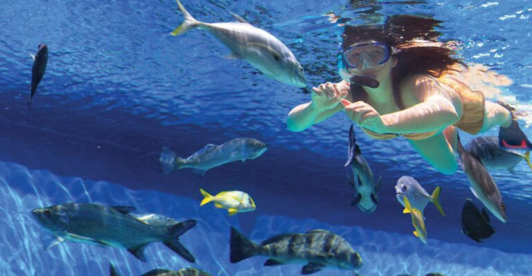 15 Best Places For Snorkeling In Florida You Absolutely Can’t Miss