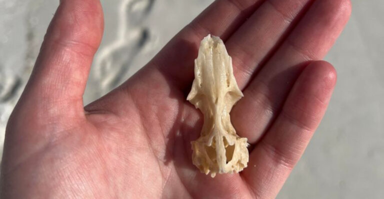 7 Best Places to Find Seashells in Destin, Florida