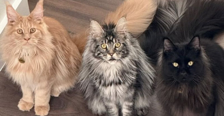 A Massive New Cat Cafe Near Disney World Brings Maine Coons and Rescue Cats to Central Florida