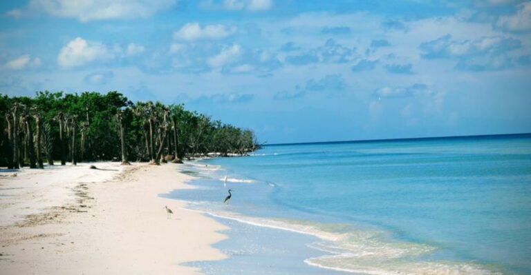 Florida’s Top 10 Beaches for Beachcombing and Seashell Finds