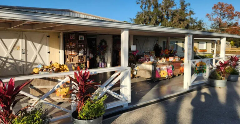 Pick Oranges Straight From the Tree at This Florida Farm 40 Minutes From Tampa