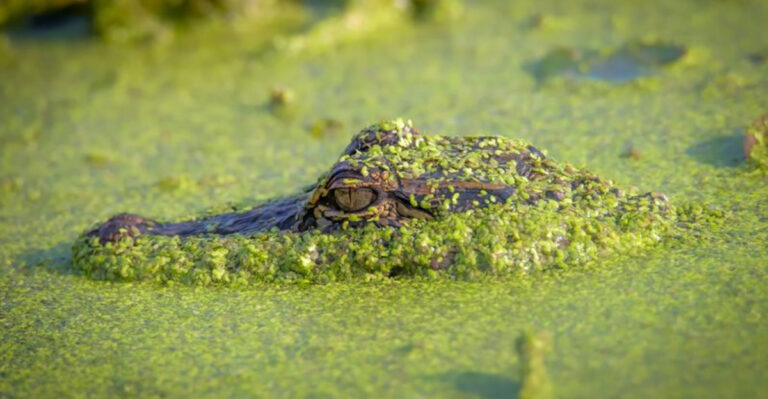 Skip Gatorland! This Free 11-Mile Wildlife Drive In Apopka Has 60+ Alligators