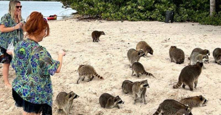 There’s a Little Island Near Miami Where Raccoons Steal the Spotlight