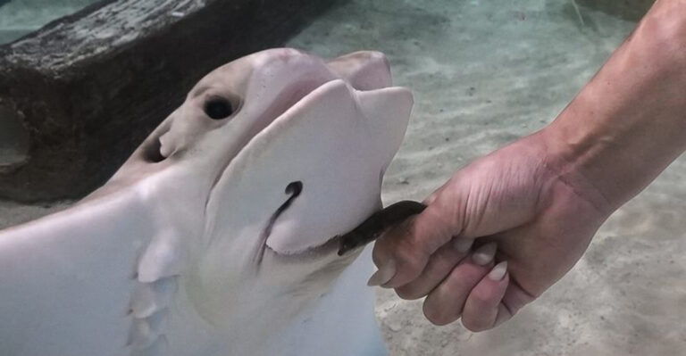 These 7 Florida Spots Are Perfect for Seeing Stingrays Up Close