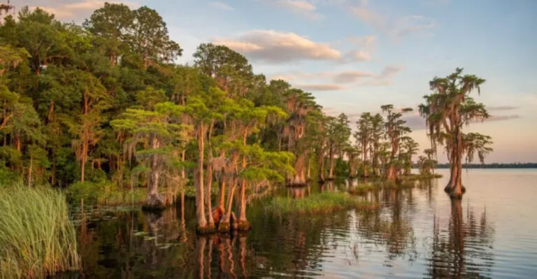 This 200,000-Acre Florida Forest Has Longleaf Pines, Cypress Swamps, And One Of Florida’s Best Campgrounds