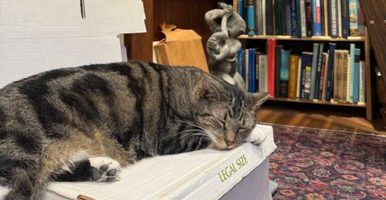 This Cozy Florida Bookstore Is Every Reader and Cat Lover’s Dream