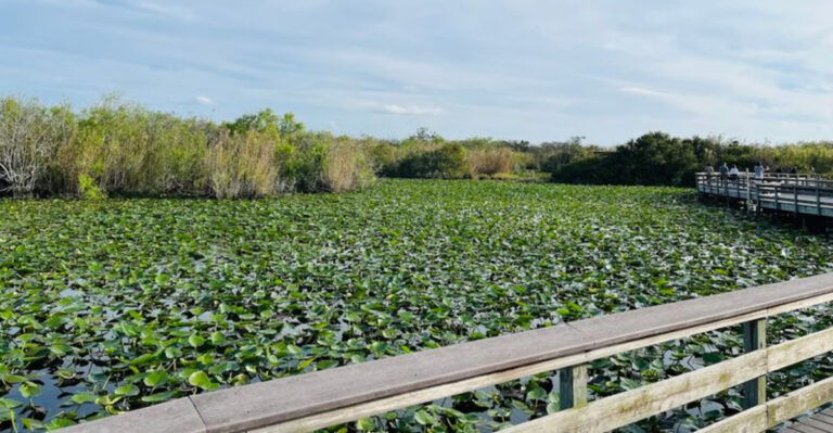 This Easy Boardwalk Trail in Florida Leads to a Secret Scenic View