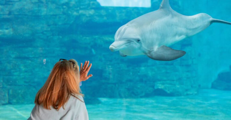 This Florida Aquarium Lets You Walk Through a Real Marine Rescue Hospital