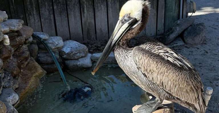 This Florida Bird Sanctuary Lets You Walk Among Rescued Seabirds for Free
