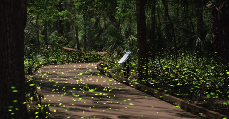 This Florida State Park Glows With Fireflies Each Spring And It Feels Almost Unreal