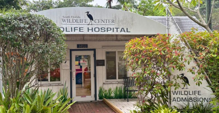 This Fort Lauderdale Wildlife Center Plays a Key Role in Rescuing and Rehabilitating Native Animals