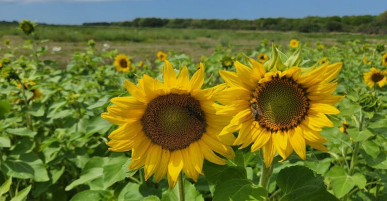This Stunning Florida Flower Field Feels Like Something Out of a Dream