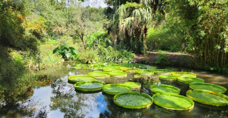 This Stunning Florida Pond Is Where You’ll Find the World’s Largest Lily Pads