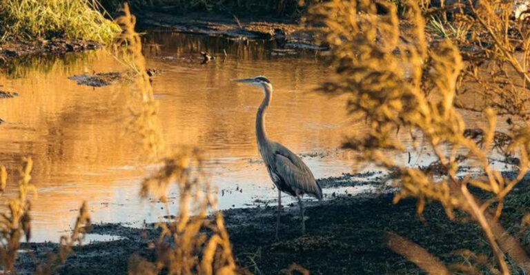 Thousands of Sandhill Cranes Return to Florida Every Spring—Here’s Where to See Them
