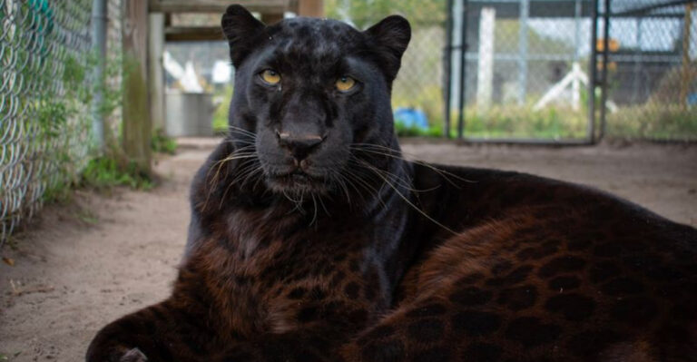 Tucked Away in Wimauma, This Wildlife Sanctuary Is Dedicated to Care and Conservation