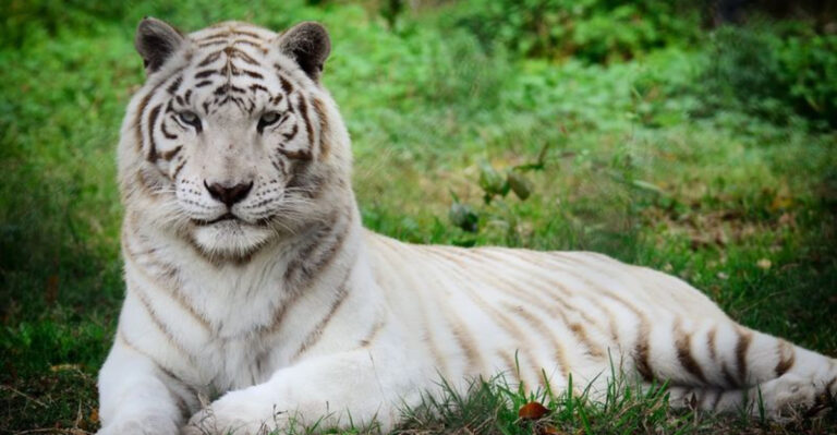 Up Close with Big Cats? This Jacksonville Sanctuary Makes It Possible