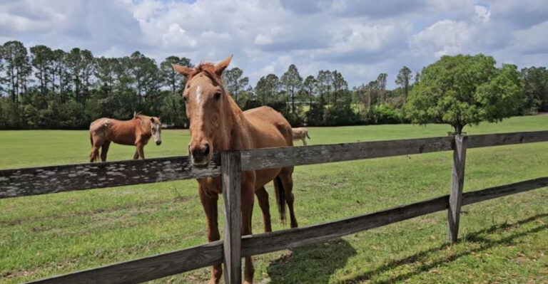 7 Florida Animal Encounters Where You Can Meet Elephants, Wolves, Horses, And More