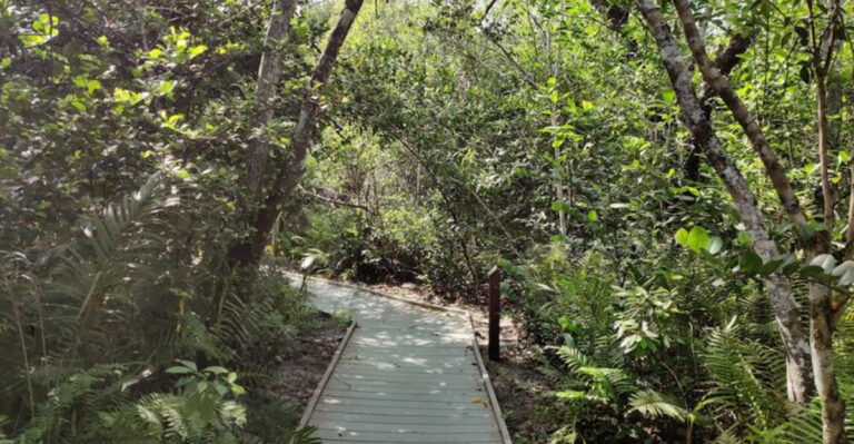 A Secret Woodland Walk Awaits in the Middle of Fort Lauderdale
