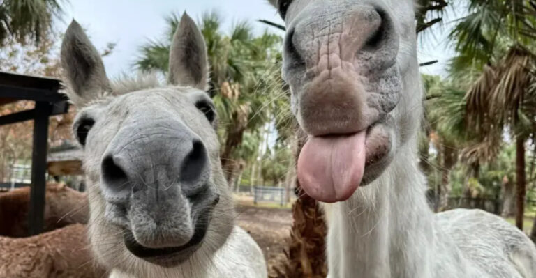 I Found a Florida Sanctuary Where Rescued Farm Animals Finally Get to Rest